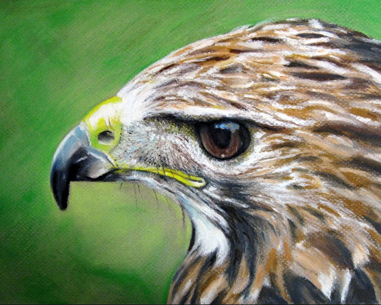 Oil Pastels - Hawk Drawing